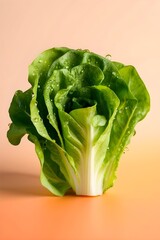 Delicious-looking close-up of crisp fresh lettuce leaves covered in dew drops