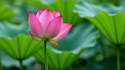Fototapeta premium A vibrant pink lotus flower in full bloom with lush green leaves in the background.