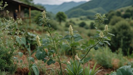 Green plants with yellow flowers in a mountainous landscape with lush vegetation and cloudy sky in the background.