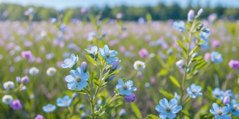 Field of wildflowers with blue and pink blooms under soft sunlight in a lush green landscape during spring or summer season.