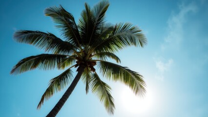 A beautiful palm tree wallpaper with a clear blue sky in the background.