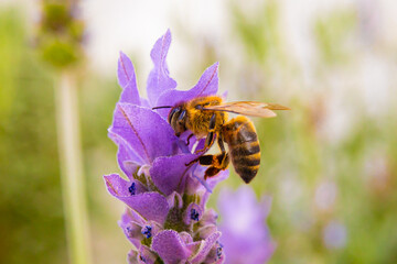 Abeja en Lavanda