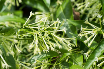 Beautiful night-blooming jasmine (Cestrum nocturnum) flowers.