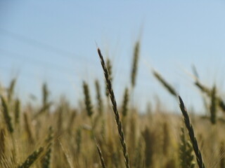 Obraz premium golden wheat field