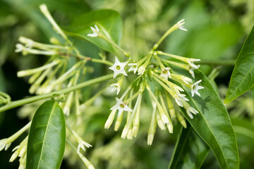 Beautiful night-blooming jasmine (Cestrum nocturnum) flowers.