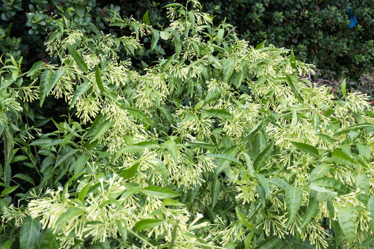 Beautiful night-blooming jasmine (Cestrum nocturnum) flowers.