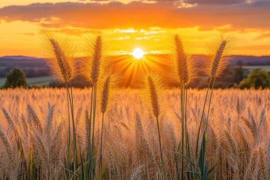 A serene landscape featuring an arid wheat field illuminated by a warm sunset, capturing the beauty of nature's transition from day to night.