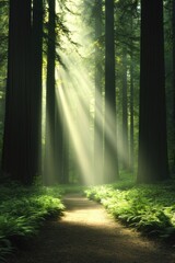 Obraz premium Sunlight filters through towering trees, illuminating tranquil f