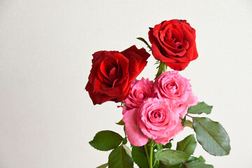 赤とピンクのばら