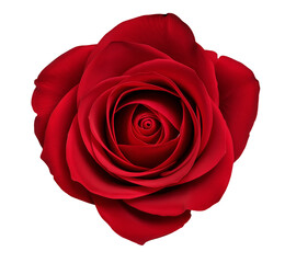 Rose PNG isolated on transparent background