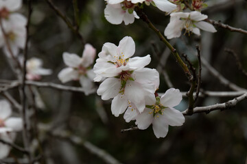 Beautiful, delicate, white and pink early Spring almond blossoms in northern Israel.
