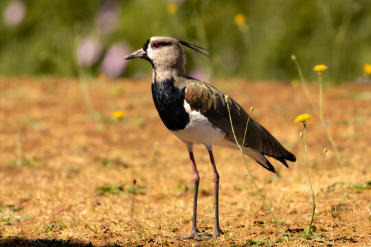 stone-curlew walking betwenn yellow flowers 