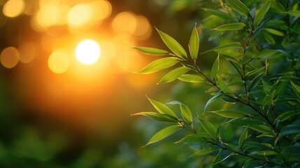 Closeup of a leaf glowing in the light of the sun against a beautiful background