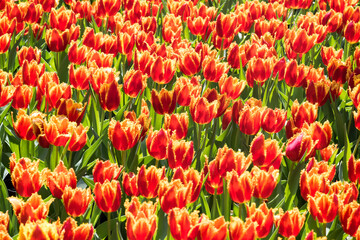 Beautiful blooming tulips in the park.