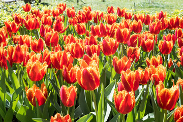 Beautiful blooming tulips in the park.