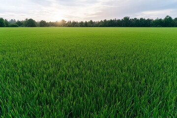 Fototapeta premium Aerial view of a large grass field with distinct patterns from recent mowing and soft light shadows
