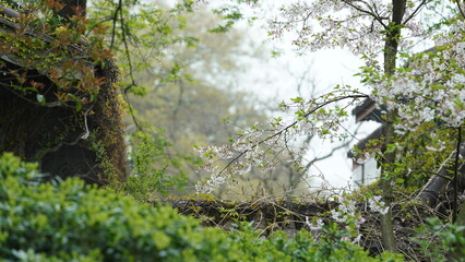 The beautiful flowers blooming in the garden in spring