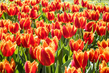 Beautiful blooming tulips in the park.