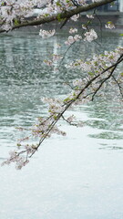 The beautiful flowers blooming in the garden in spring
