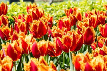 Beautiful blooming tulips in the park.
