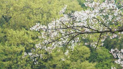 The beautiful flowers blooming in the garden in spring
