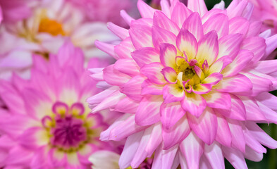 various garden flowers images. dahlia photos.