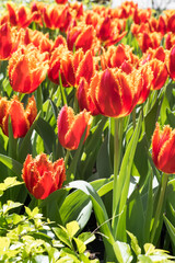 Beautiful blooming tulips in the park.