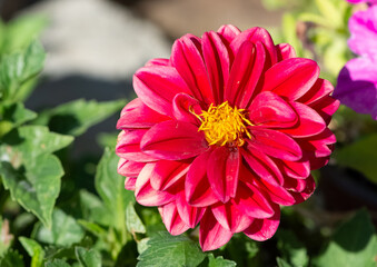 various garden flowers images. dahlia photos.