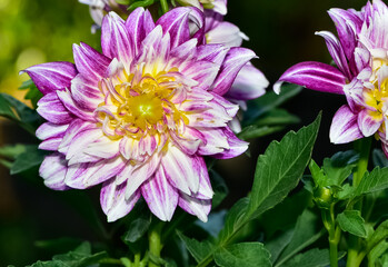 various garden flowers images. dahlia photos.
