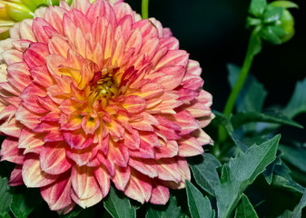 various garden flowers images. dahlia photos.