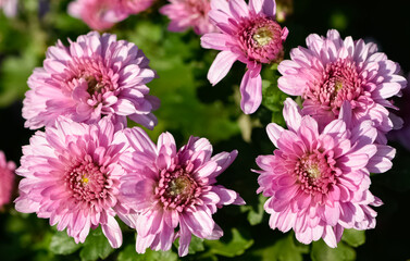 Fototapeta premium various garden flowers images. dahlia photos.