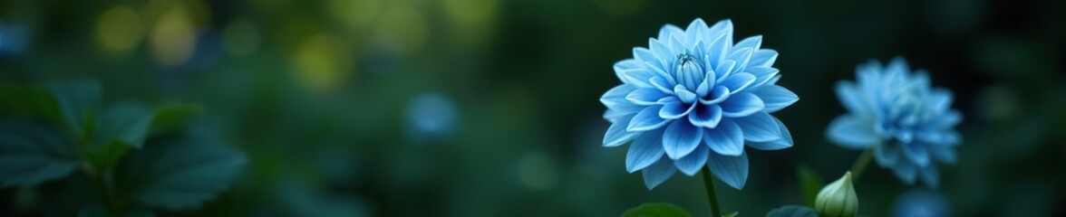 Soft black and sky blue dahlia against the backdrop of dense foliage, nature, floral, garden