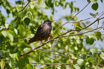 beautiful starling in the outdoor