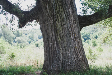 old oak tree