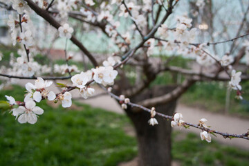 cherry tree blossom