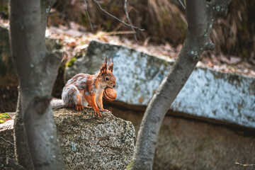 squirrel in the spring in a gray-red fur coat, molting, changing color in the spring