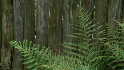 green fern leaves