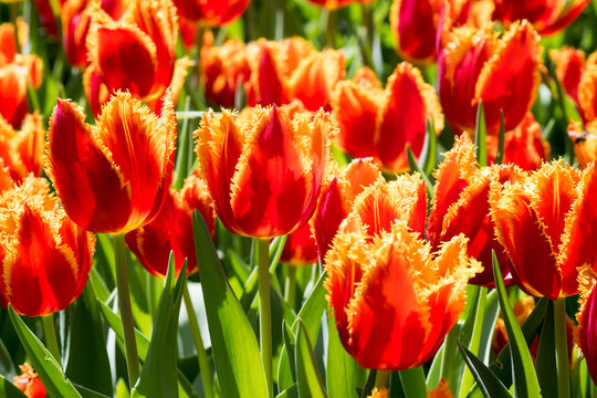 Beautiful blooming tulips in the park.