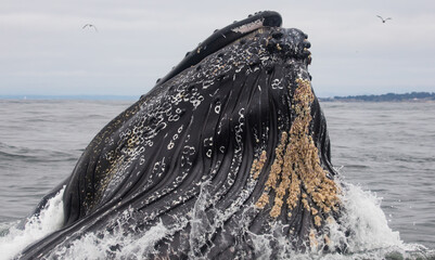 Humpback whale mouth closeup