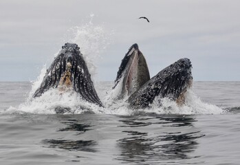 Humpback whales feeding, breaching