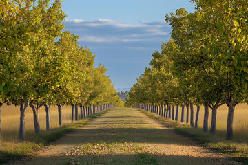 Fototapeta premium Expansive pistachio orchard with neatly aligned trees reaching toward a clear blue sky under gentle sunlight