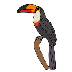 toucan on a white background
