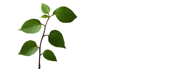 Lush green leaves a transparent background botanical nature studio environment close-up perspective