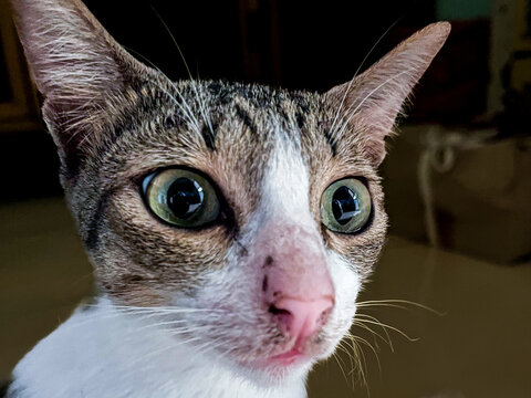 Cuttie cat 
