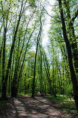 Green forest in spring. Ecosystem and healthy environment. Spring forest nature with hiking trail. Tree in lush forest. Nature landscape. Landscape with forest in spring. Hiking trail. Peaceful trail