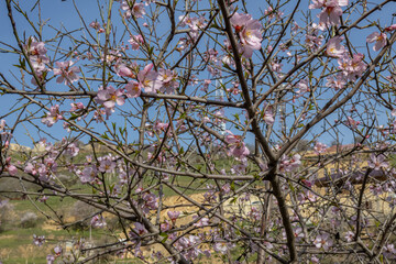 Blooming fruit trees in spring on a clear sunny day. Flowers on the branches of trees. The fragrance of the flowering trees spreads throughout the area. Background of blooming gardens.