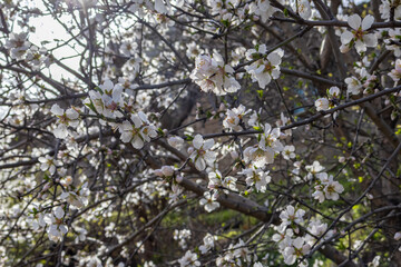Blooming fruit trees in spring on a clear sunny day. Flowers on the branches of trees. The fragrance of the flowering trees spreads throughout the area. Background of blooming gardens.
