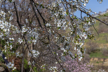 Blooming fruit trees in spring on a clear sunny day. Flowers on the branches of trees. The fragrance of the flowering trees spreads throughout the area. Background of blooming gardens.