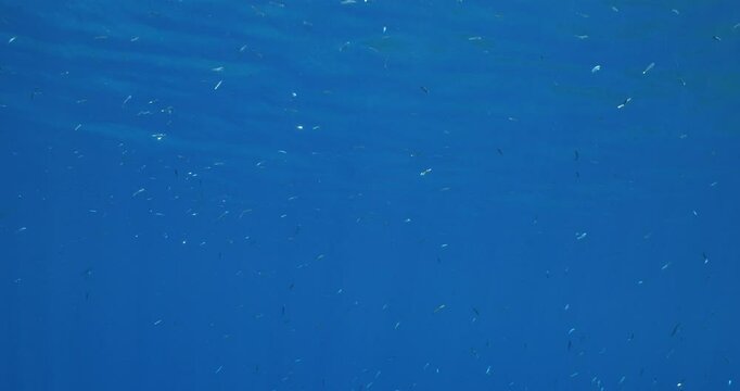 underwater scenery blue water some fish school ocean scenery mediterranean sea fauna with silversides atherina