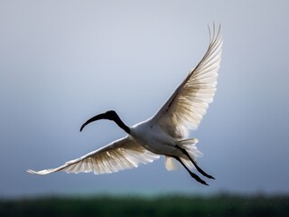 The elegant posture of the ibis